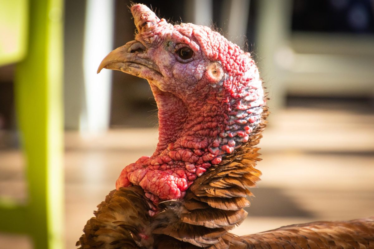 This big bird will end up on plates for most Thanksgiving Day celebrations.