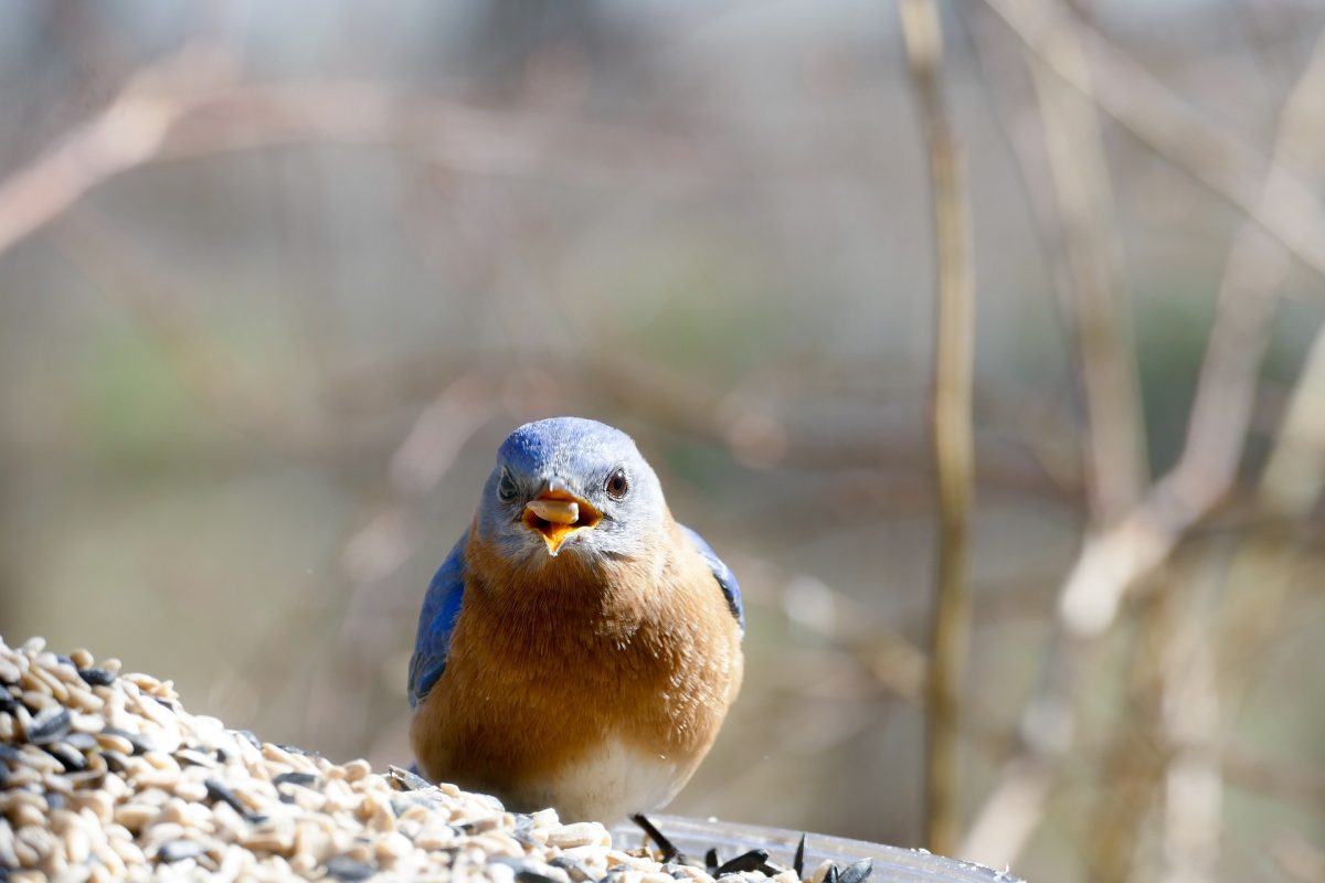 An Eastern Bluebird