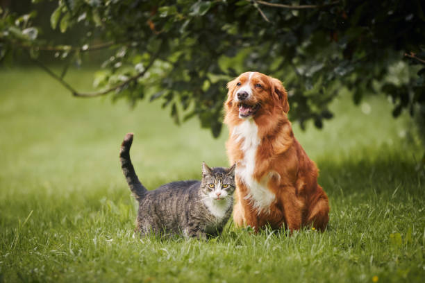 Spirit Club helps with local animal shelters